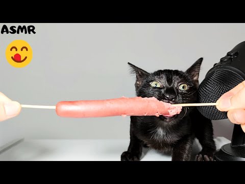 Kitten eating Boiled Sausage ASMR