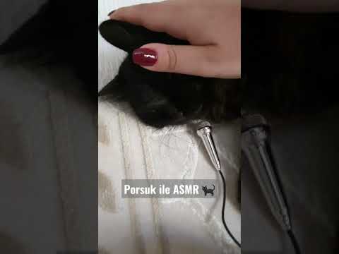 Mini Mic ASMR #shorts With My Cat Porsuk 🐈‍⬛🤍