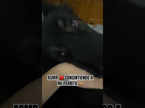 Consintiendo a mi perrita ♥️ #asmr #relax #asmrcommunity #asmrcasero #asmrpets #mascotas