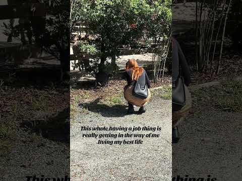 What’s your dream job? #relatable #redhead #ginger #cat