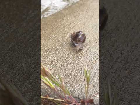 🐌 🐌 🐌 #asmr #relax #asmrnature #asmrnaturesounds #asmranimal #snail #naturesounds  #naturelovers