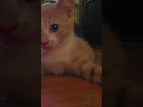 My kitten Jaydyn