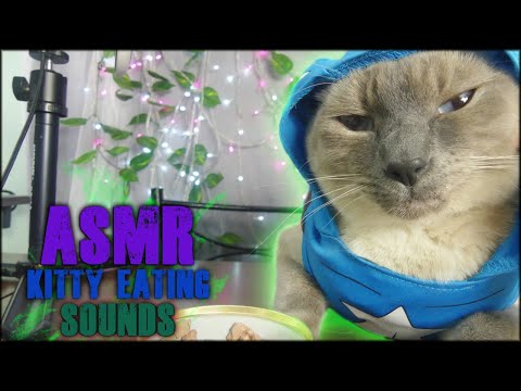 ASMR Sassy Cat 🐈 ღThis cat is sassy ~ Kitty Eating Sounds ღ🌹🐾 Binaural Eating Sounds 😺ღ🌹