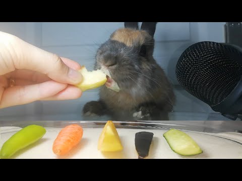 Rabbit Eating Fruits & Vegetables ASMR