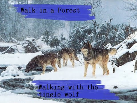 Night walk with the tingle wolf/furry asmr