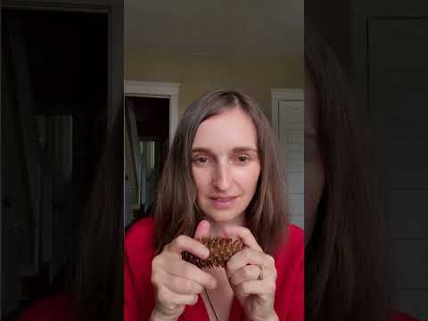 Pinecone Sounds Like Music? ASMR