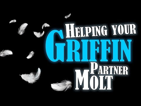 Helping Your Griffin Molt [ASMR Roleplay] (A4A) [help me pluck my wings] [Darling] [Tsundere]