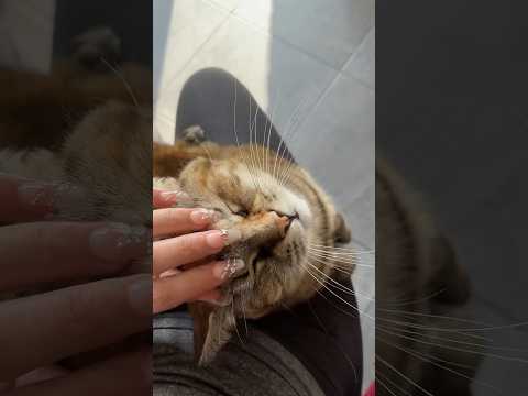 ASMR sur une de mes patientes du catsitting 😽✨ #asmr #cutecat #mouthsounds #relaxingvideo