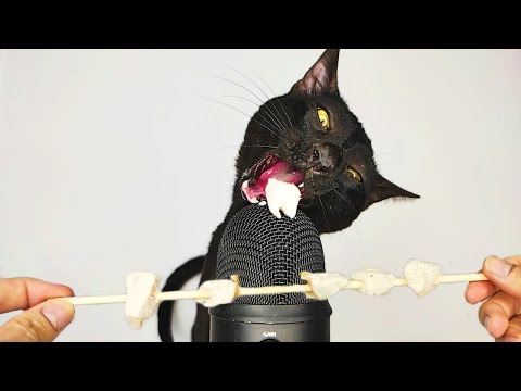 Slow Motion Cat Eating ASMR