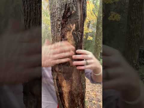 ASMR Giving a tree a massage in the rain #asmr