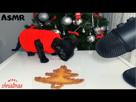 Kitten eating Christmas Tree ASMR cat food with salmon