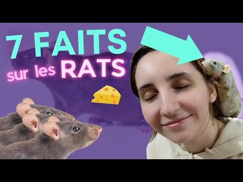 ASMR FR | 7 faits sur les rats 🐀