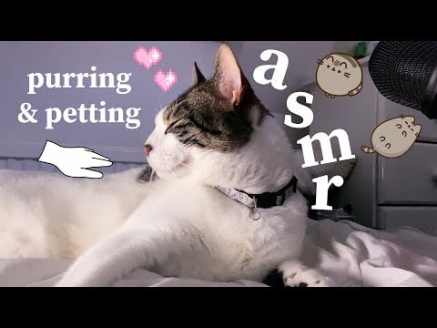 ASMR cat fur sounds, purring + attention for 10 minutes !!