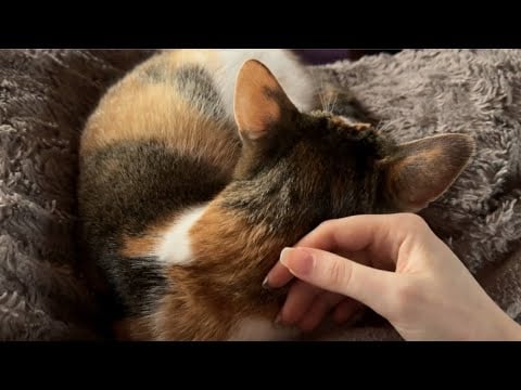 [ASMR] Sleep with my cat ( + purring, ambience sounds, no talking)