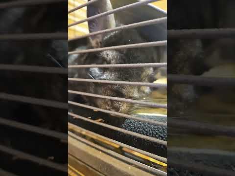 I got scared at the end 😭 #funny #cute #animals #chinchilla