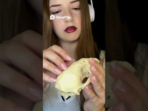 What kind of animal skull is this? #asmr