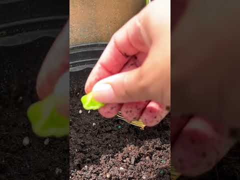 Soft Gardening ASMR 🌿 Planting Rare Catucci Peppers | Relaxing Whisper & Nature Sounds #asmr