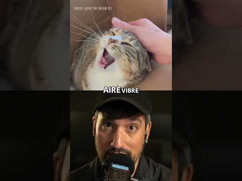 ¿Por Qué Ronronean los Gatos?