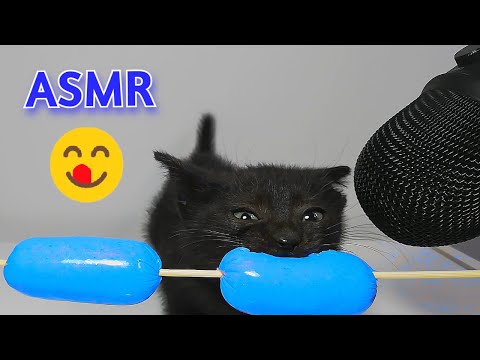 Kitten Eating Blue Sausage ASMR