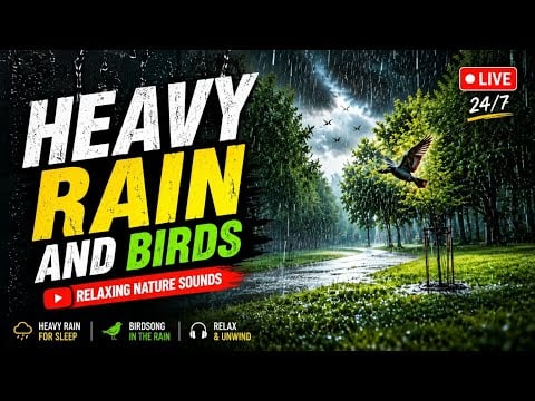 🌧️ LIVE Heavy Rain & Birds Sounds 🐦 | Relaxing Nature Ambience for Sleep, Study & Meditation