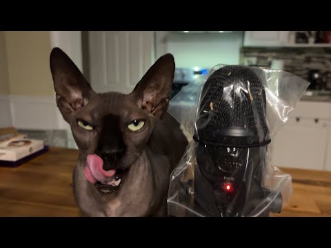 ASMR cat vs mic 