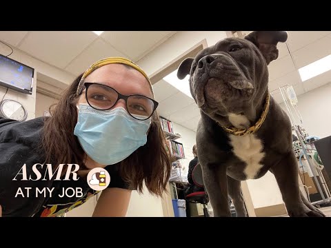 ASMR at My Job ~ Cats, Dogs, & Tingles Oh My!🐾