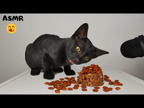 Kitten eating Dry & Wet cat food ASMR