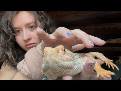 lizard ASMR: a musical number