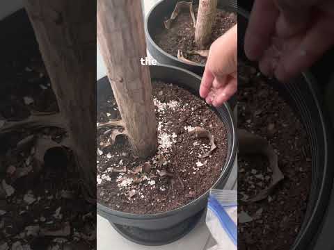 From Kitchen to Garden 🍳🌱 Eggshell ASMR You Need to Hear #garden #asmrcleaning