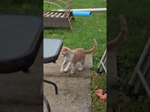 Jaydyn and Spooks Playing