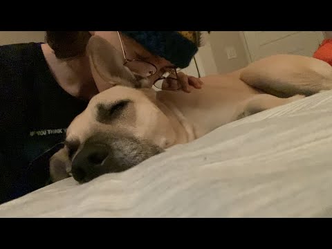 ASMR on my DOG 🐕 Layered sounds | brush sounds | no talking