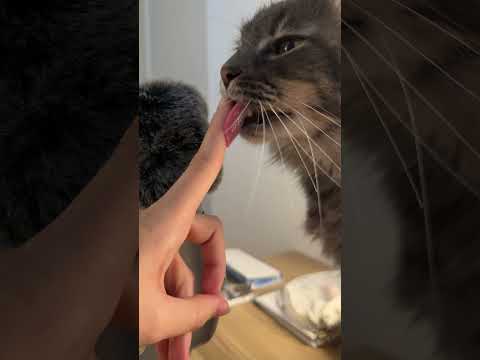 Cat ASMR | Animal ASMR #shorts