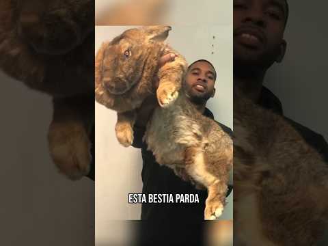 NUNCA VISTE UN CONEJO ASÍ 🤯