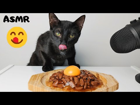 Cat eating Egg Yolk & Wet food ASMR