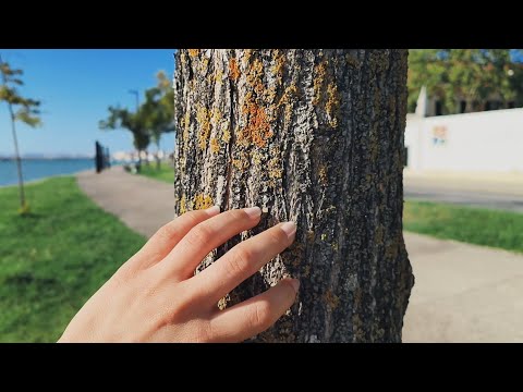 ASMR - RELAXING NATURE SOUNDS (NEAR THE RIVER)