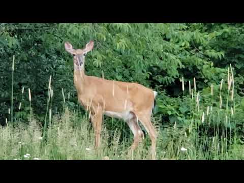 More backyard shenanigans