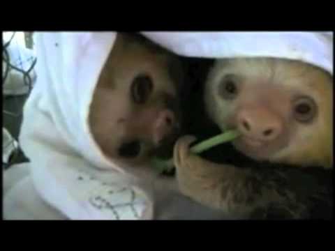 Ghetto Sloths