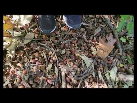 Stepping On a Pile of Acorns (No Talking)