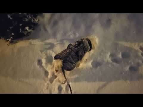 ❄️ CRUNCHY SNOW WALK AT MIDNIGHT ☃️