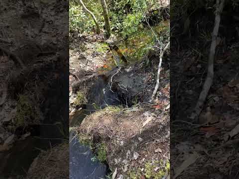 Short hiking #foryou #asmr #forest #water #watersounds #nuture #sound