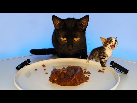 Cute Baby Kitten and Mother Cat Eating Wet Food ASMR