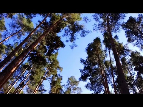 FOREST MEDITATION | RELAXATION SONG | HEALING of SOUL | DEEP SLEEP | SOFT VOICE SINGER | NATURE