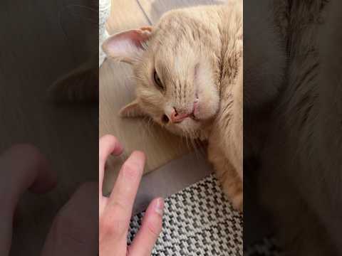 Lofi asmr with my cat #asmr #lofi #lofiasmr #cat