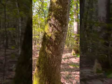 ASMR Relaxing Walk in the Woods🌿 #crunchy🍂