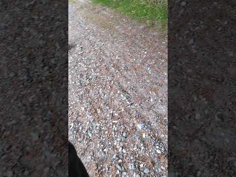 Beautiful Nature #Denmark #Shorts #spring #asmr