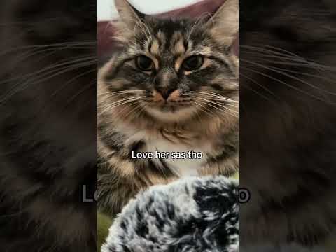 My cat tries asmr 🤫 #asmr #asmrvideo #catasmr #asmrshorts #asmrfyp