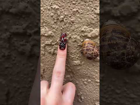 doing ASMR on a snail #ASMR #RandomASMR #LofiASMR #PublicASMR #ChaoticASMR