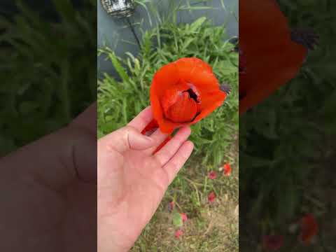 ASMR in my flower garden (the BEST asmr)