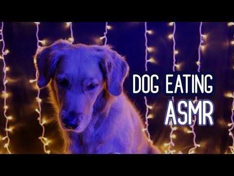 Dog Eating ASMR ♥ O ASMR mais FOFO que você já viu!