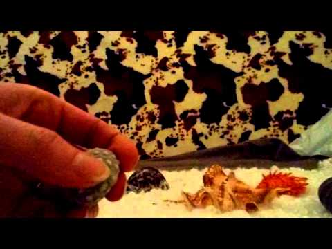 ASMR almost inaudible Whispering - Sounds of Seashells show & tell